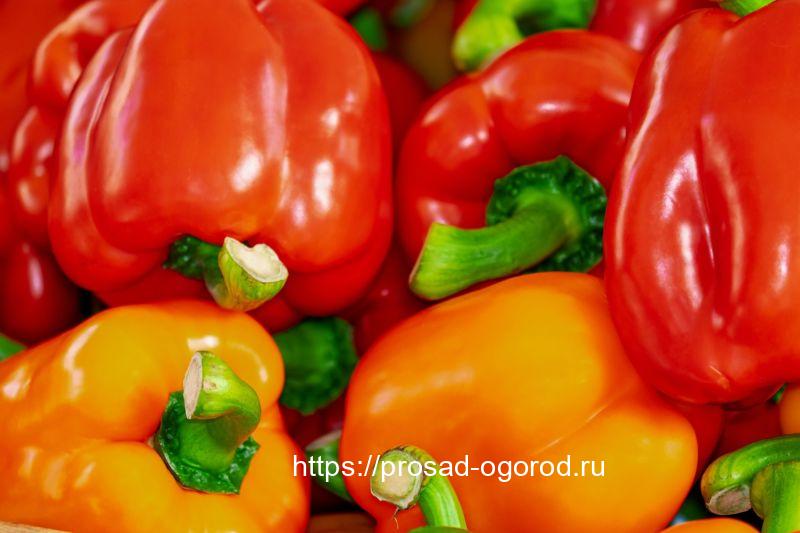 Особенности выращивания толстостенных сортов сладкого перца Сладкий перец.