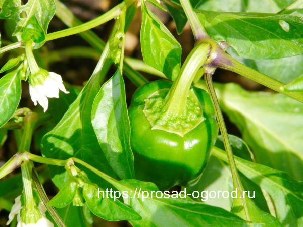 Выращивание перца из семян в домашних условиях Куст перца