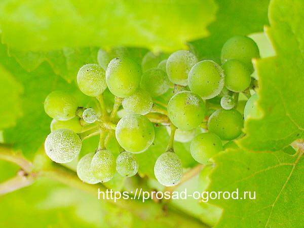 Мучнистая роса, опасное грибковое заболевание растений Мучнистая роса, опасное грибковое заболевание растений