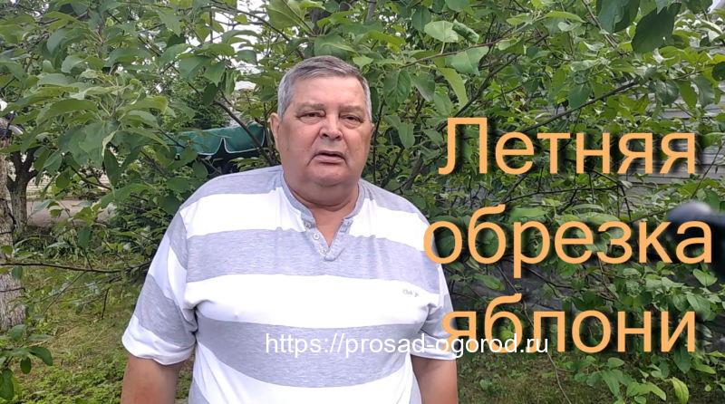 Летняя обрезка яблони мельба Видео Летняя обрезка яблони мельба