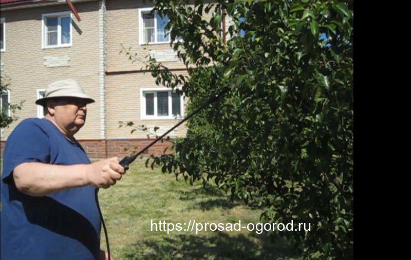 Обработка груши коллоидной серой против ржавчины Обработка груши коллоидной серой против ржавчины