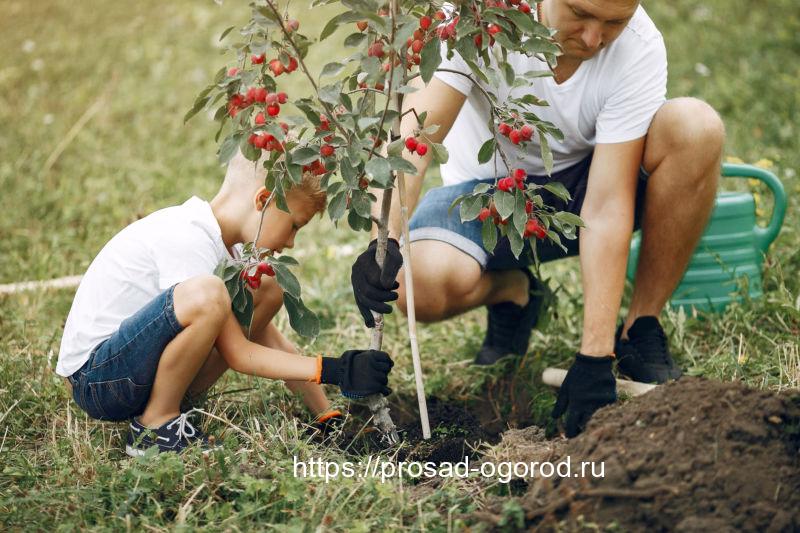 Весенние работы в саду и огороде Весенняя посадка