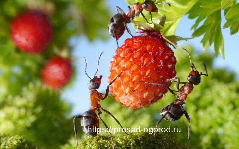 Садовые муравьи, их вред и польза. Методы борьбы с муравьями Муравьи в саду на землянике