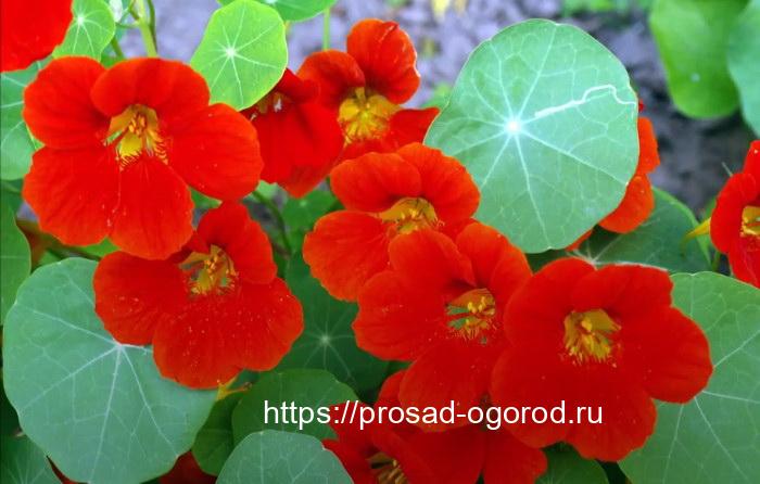 Садовые цветы – защитники сада и огорода от вредителей и болезней Настурция