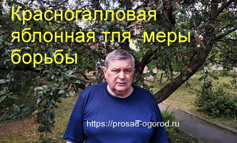Как спасти ваши яблони от красногалловой яблонной тли Обложка