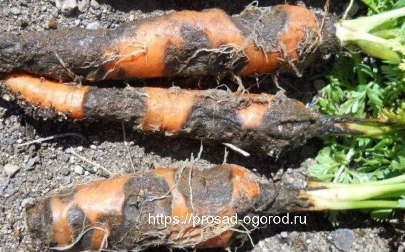 Фомоз (сухая гниль корнеплодов): особенности и признаки болезни, какие культуры под ударом, методы борьбы и профилактики Фомоз (сухая гниль корнеплодов): особенности и признаки болезни, какие культуры под ударом, методы борьбы и профилактики