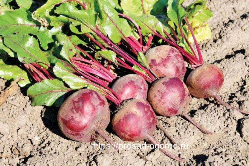 Посадки под зиму овощных культур осенью Посадки под зиму овощных культур осенью