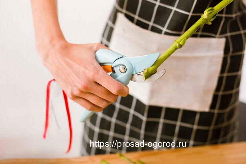 Черенки для прививки плодовых деревьев; как правильно заготовить и сохранить Черенки для прививки плодовых деревьев; как правильно заготовить и сохранить