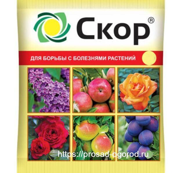 Клястероспориоз косточковых, профилактика заражений и меры борьбы