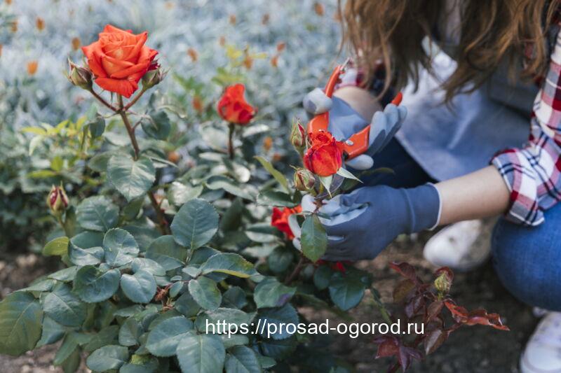 Укрытие роз на зиму от мороза, ветра и снеговой нагрузки: как и чем